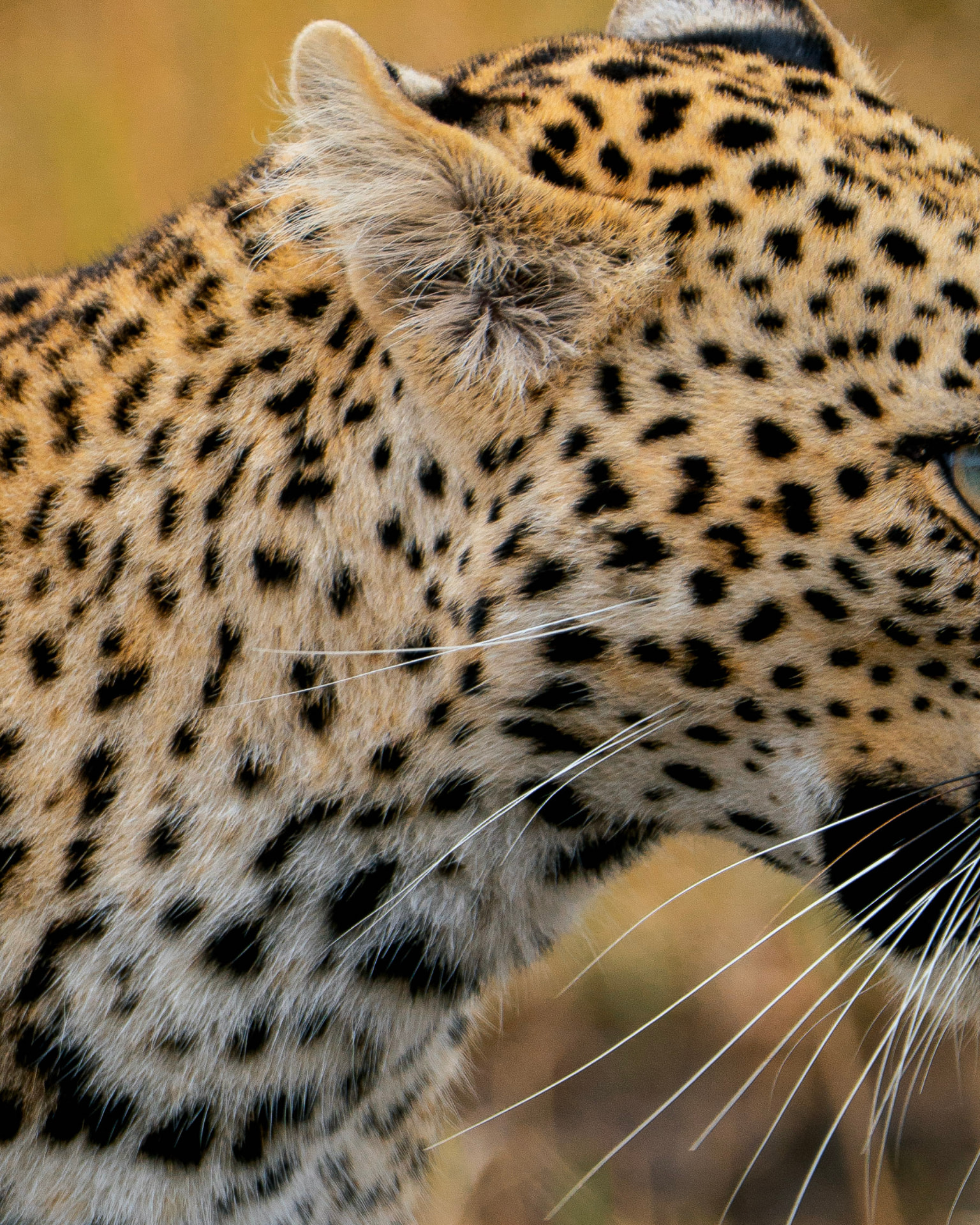 Golden light over the open Serengeti plains