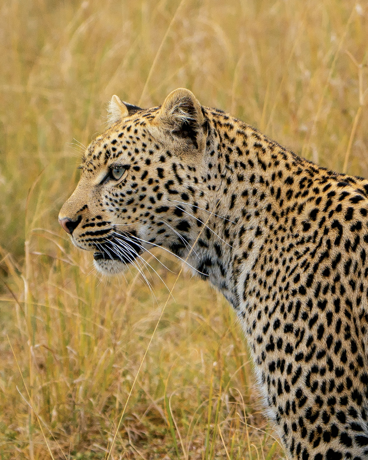 Leopard looking through golden grass